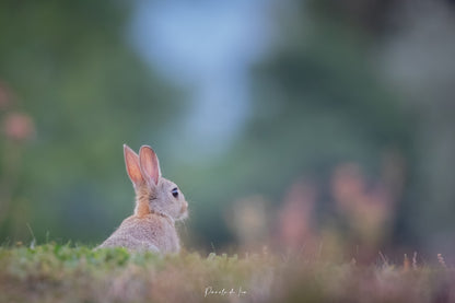 Lapins de Garenne : Photos au choix