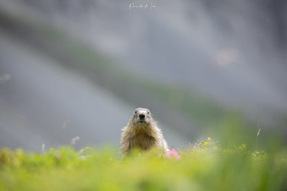 Marmottes : photos au choix