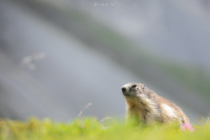 Marmottes : photos au choix