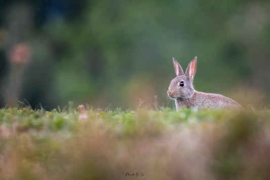 Lapins : choisissez votre photo ! 10 % reversés aux P'tits poilus d'la grotte