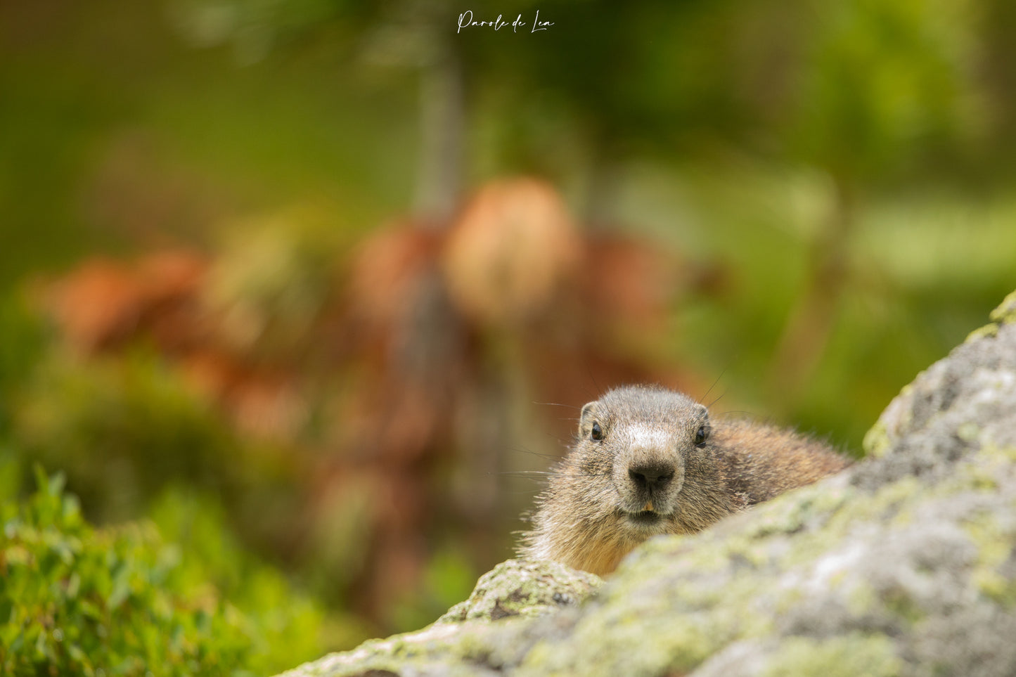 Marmottes : photos au choix