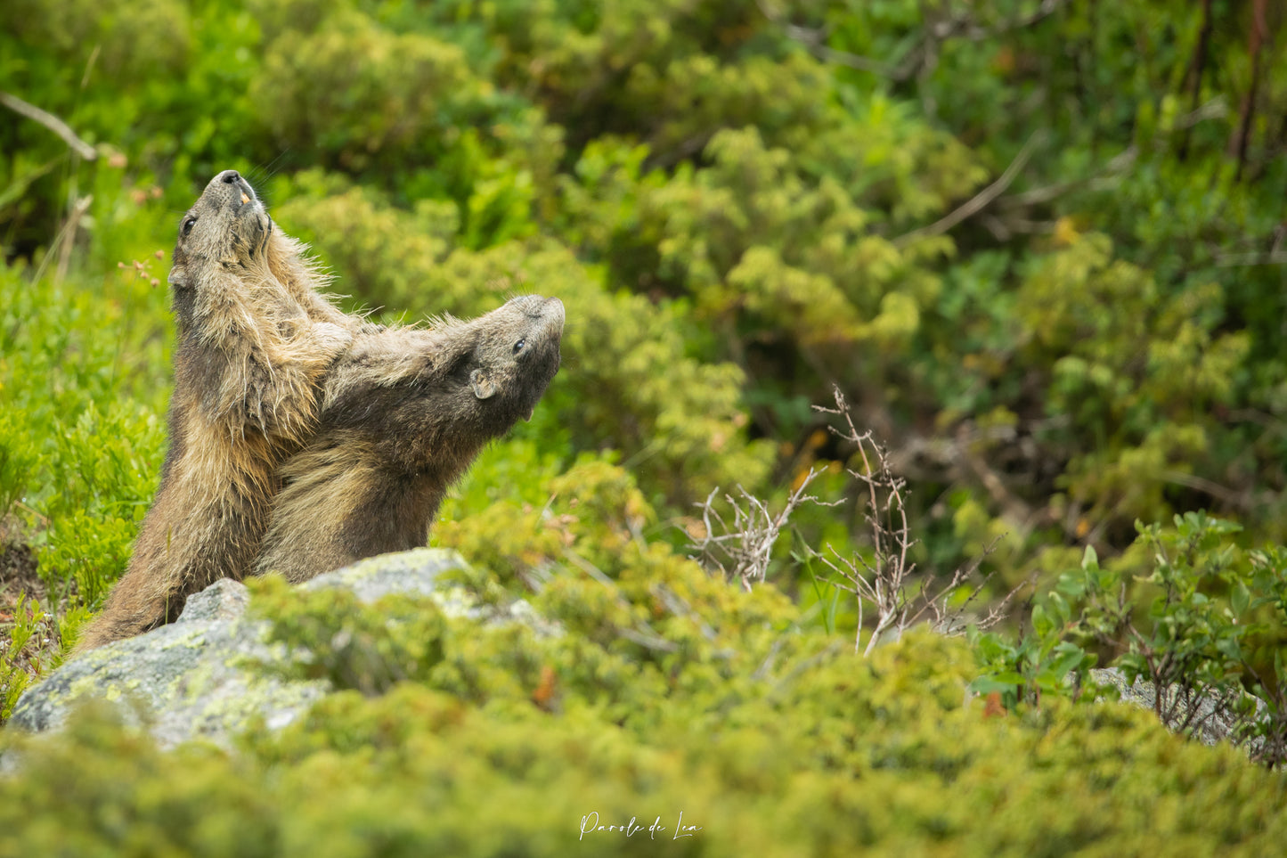 Marmottes : photos au choix