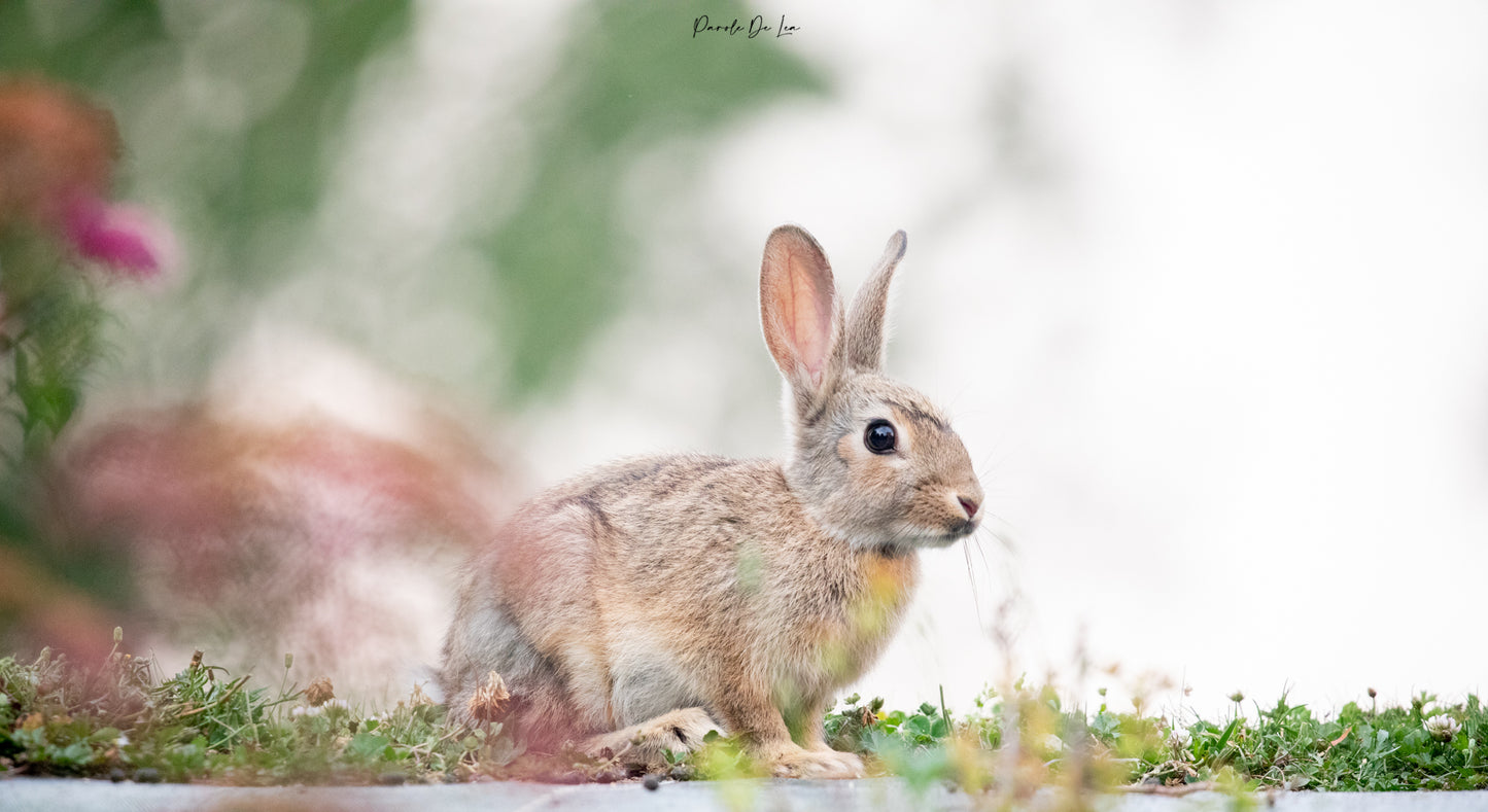 Lapins de Garenne : Photos au choix