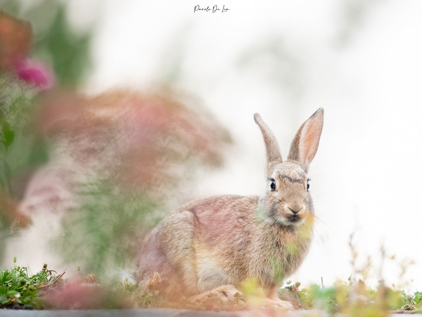 Lapins de Garenne : Photos au choix