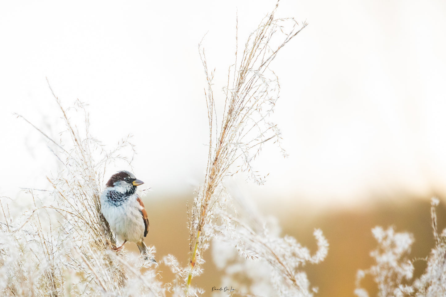 Moineau domestique : tirage photo