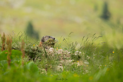 Marmottes : photos au choix