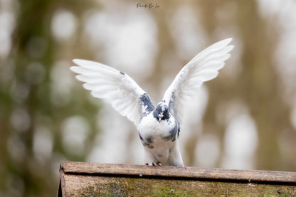 Pigeons : Photos au choix