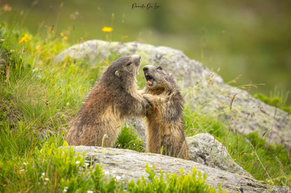 Marmottes : photos au choix