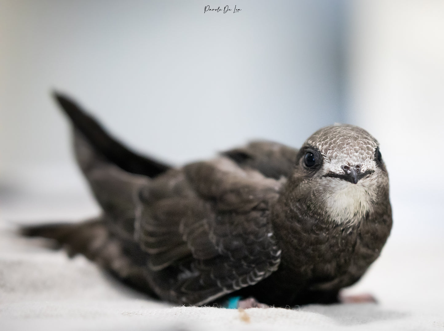 Martinets noirs : photos au choix - 10 % reversés pour aider la faune sauvage