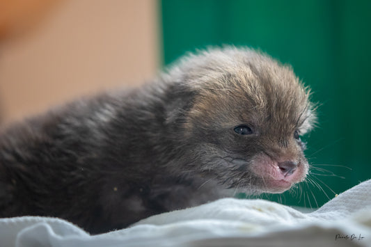 Bébé renard : photos au choix - 10 % reversés pour aider la faune sauvage