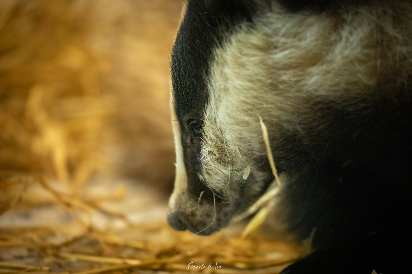 Photos hors expo prises au Tétras : 10 % reversés au Tétras Libre