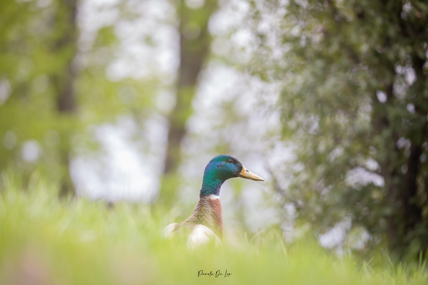 Canards colverts : photos au choix