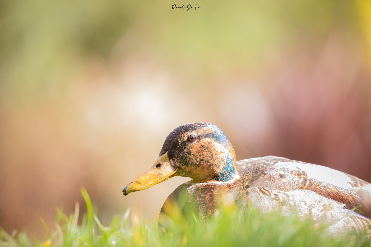 Canards colverts : photos au choix