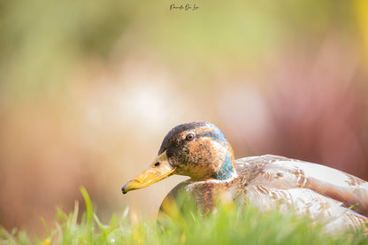 Canards colverts : photos au choix