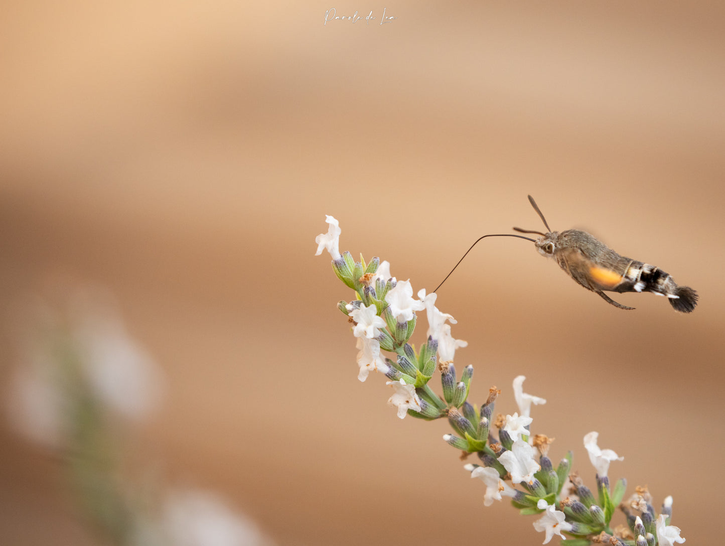 Papillons : photos au choix