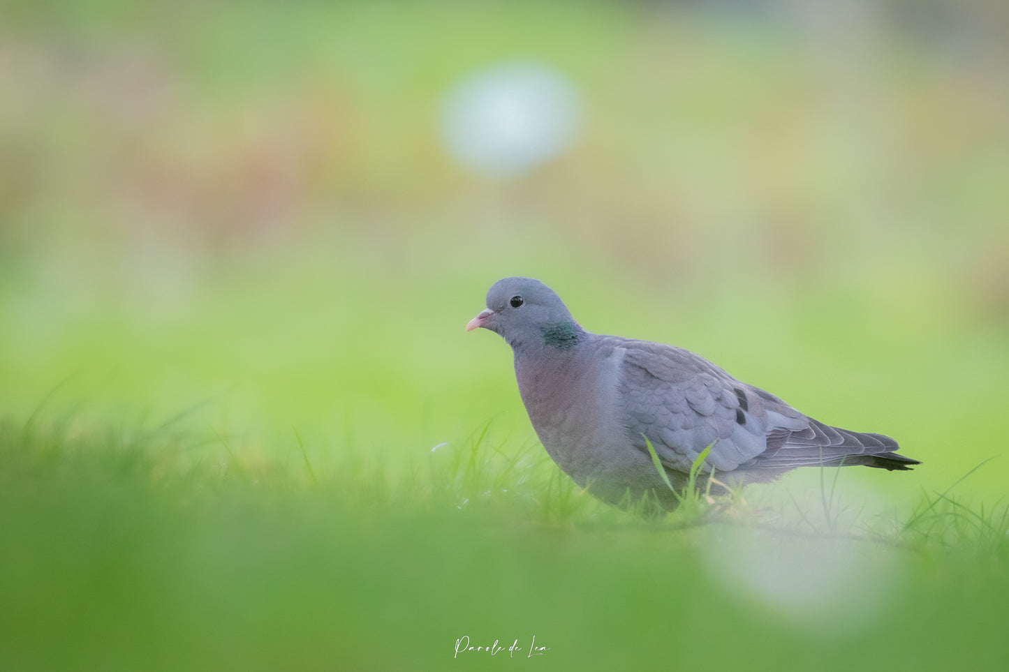 Pigeons : Photos au choix