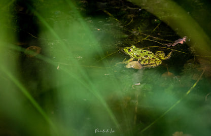 Grenouilles vertes : Photos au choix