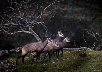 Chamois : famille