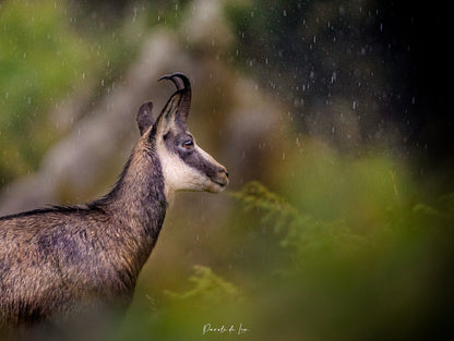 Chamois : photo au choix