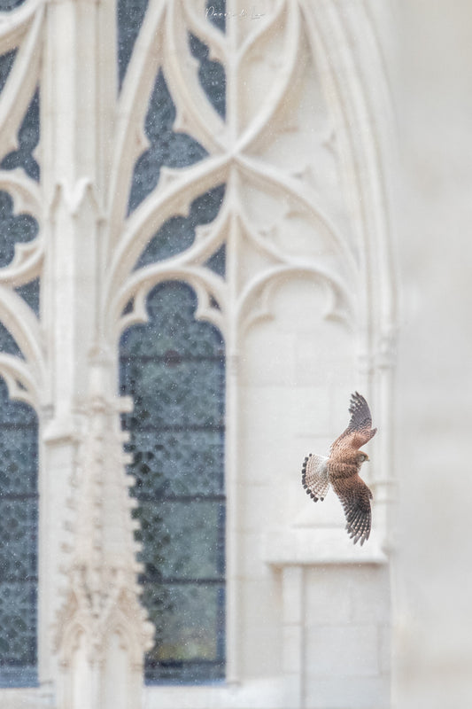 Faucon crécerelle en vol sous la pluie