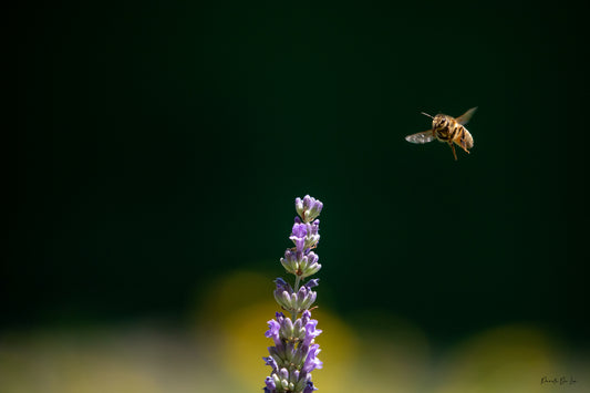 Abeille en vol