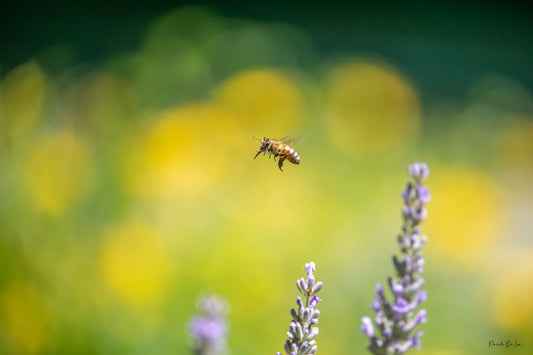 Abeille en vol