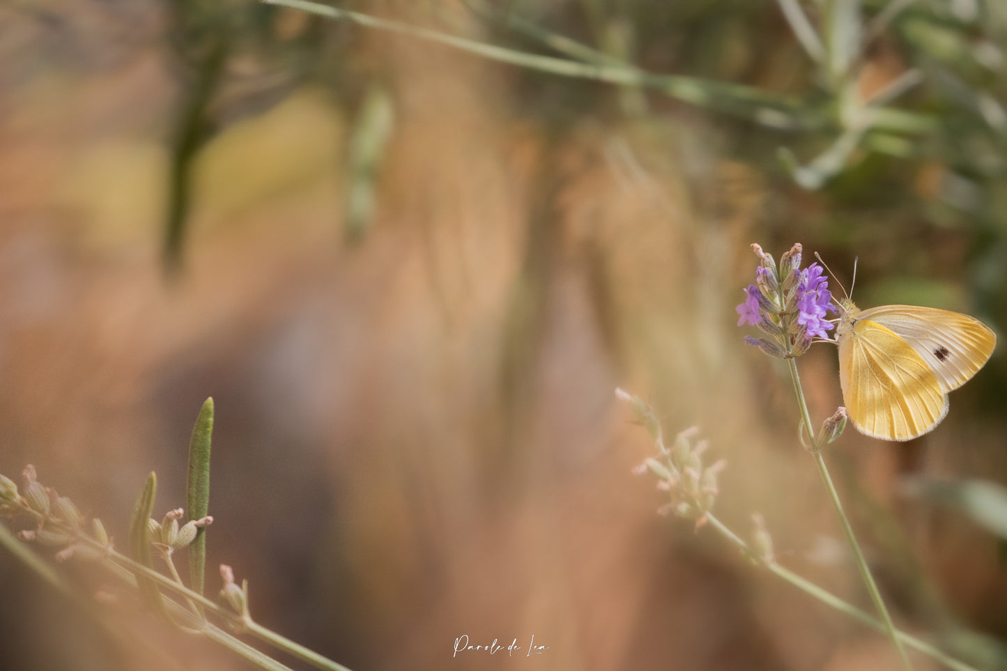 Papillons : photos au choix