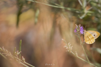 Papillons : photos au choix